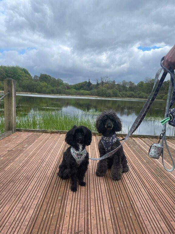 2 black poodles on a dog friendly holiday