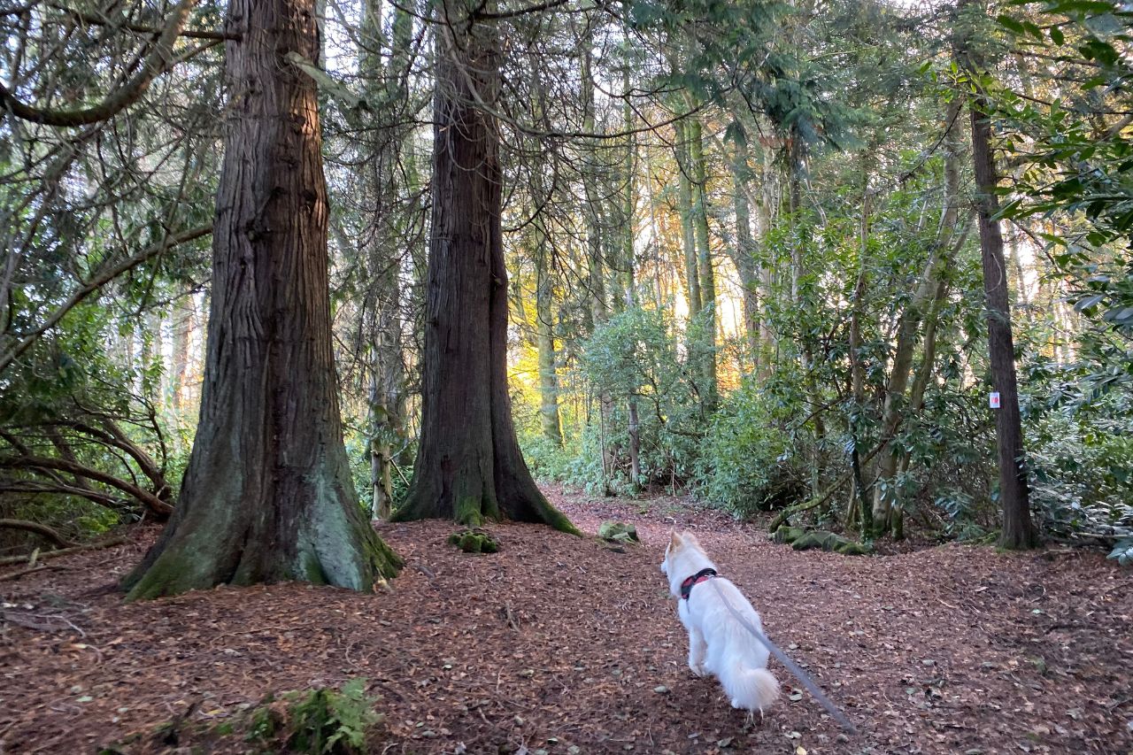 Blessingbourne Estate dog walking