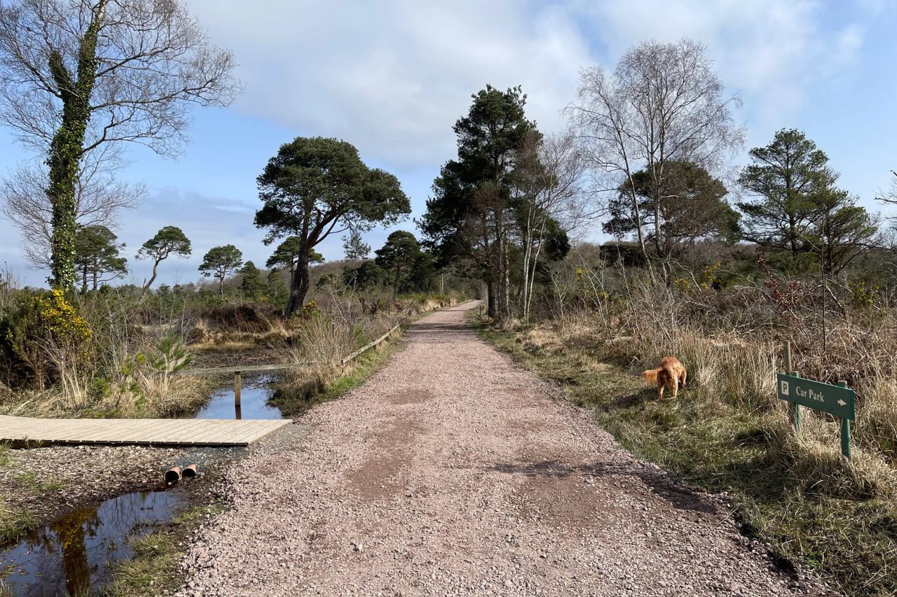 Peatlands Park Dog Walking