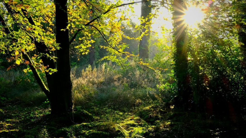 Winter sun rising in Fivemiletown